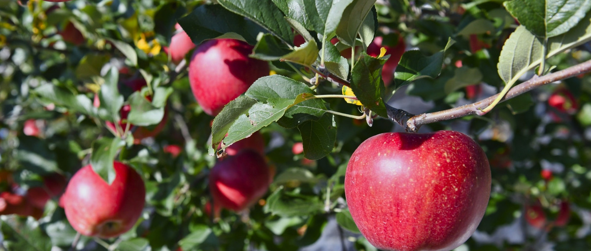 実務経験1年から自社開発へ挑戦しませんか？アグリビジネスを効率化