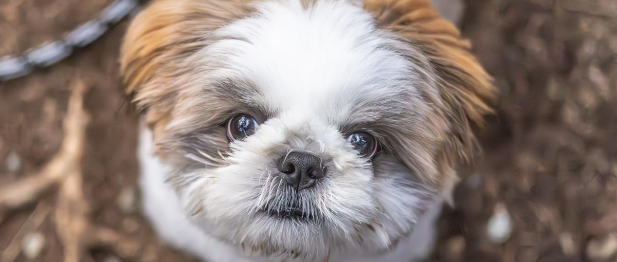 一緒にペットメディアのアプリ化に挑戦しませんか？興味があるエンジニア募集！