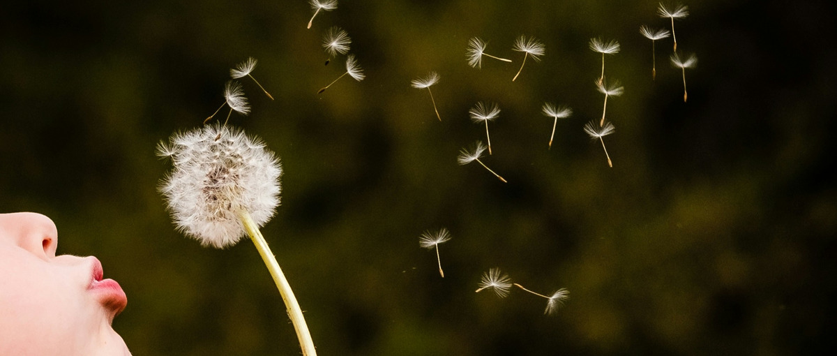 変化に適応し、成果を広めるタンポポ型インターン！