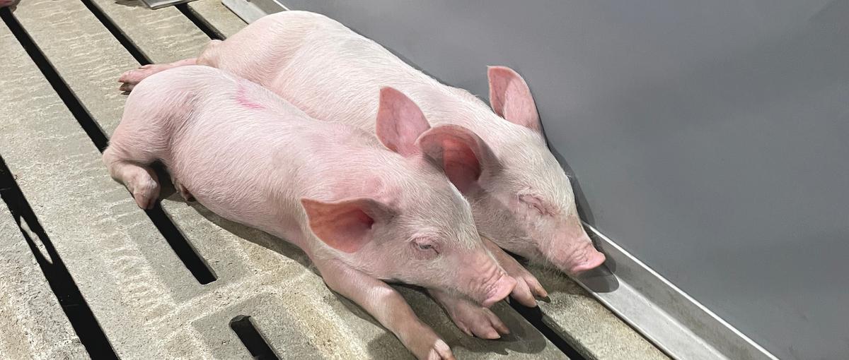 食の未来を支える養豚DX！最新技術のアプリ開発メンバー募集