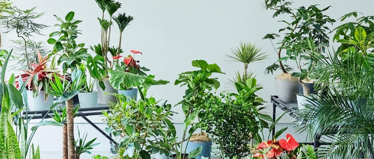 植物花の急成長ECでプロジェクトマネージャー募集！PdMへのキャリアパスも