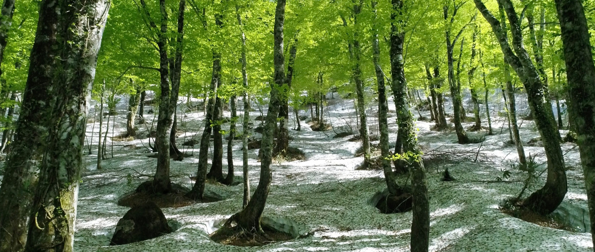  世界遺産白神山地×里山×あなたの熱量　共にローカルの可能性をつくろう！