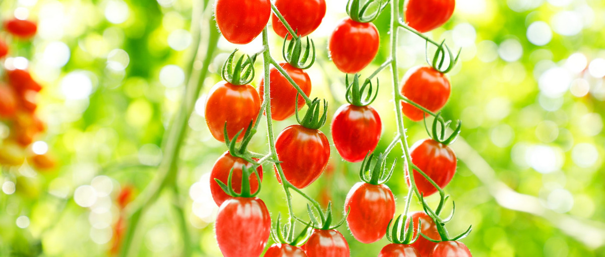 全国｜土曜・祝日の夕方の2時間で事業を支える、受注入力スタッフ募集！