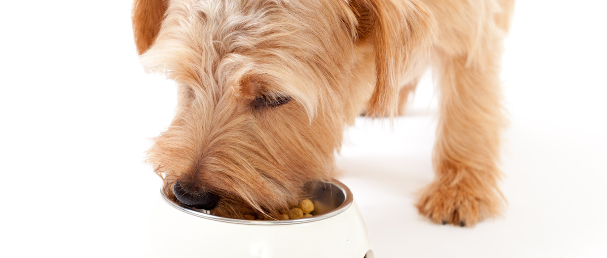 動物病院の未来を創る！経営支援コンサルタント大募集！