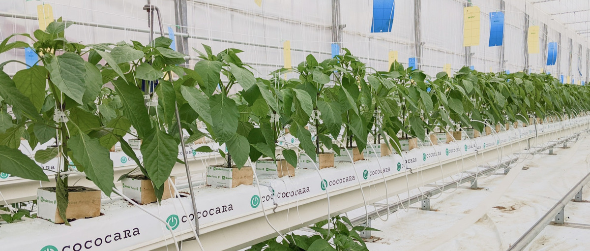 インでの生産管理をお任せできる人材を募集 －農業・スタートアップ・新規事業