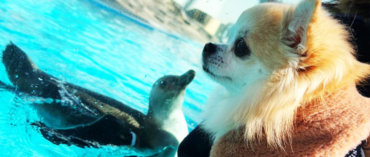 わんこ好き必見！ペットメディア開発を担うWebエンジニアさん募集！！