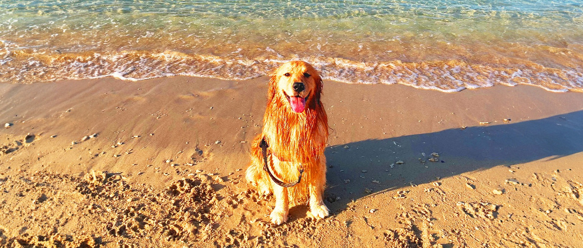 ペット系自社サービスにユーザーの声を反映したいWebエンジニアさん募集！！