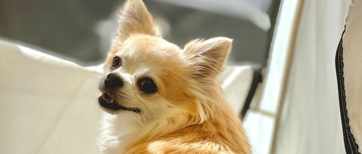  React！創造力で勝負するWebエンジニアさん募集！！