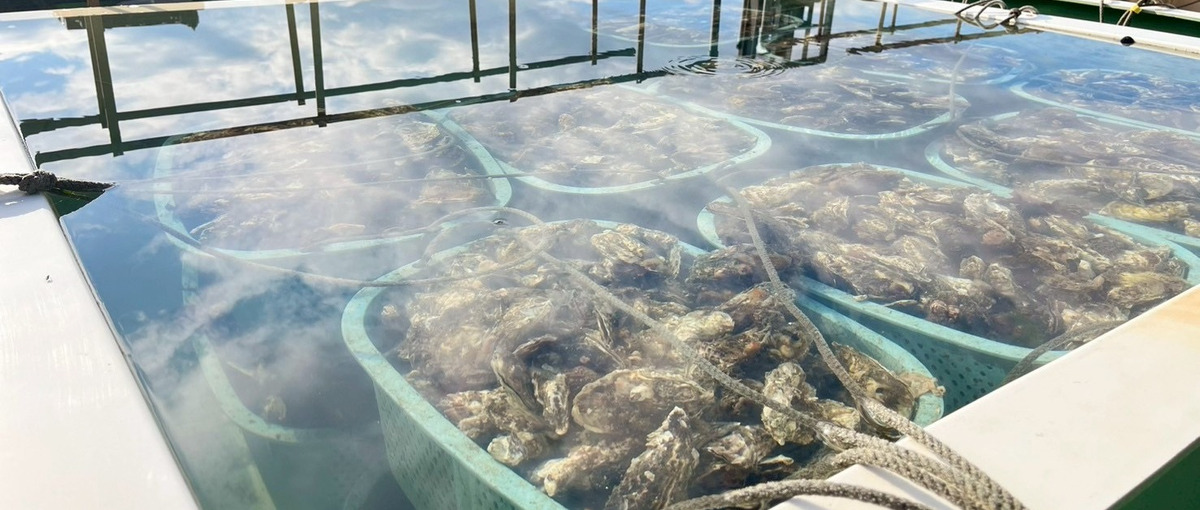 水産養殖の持続性を評価し、SDGsに貢献するASC認証審査員になりませんか