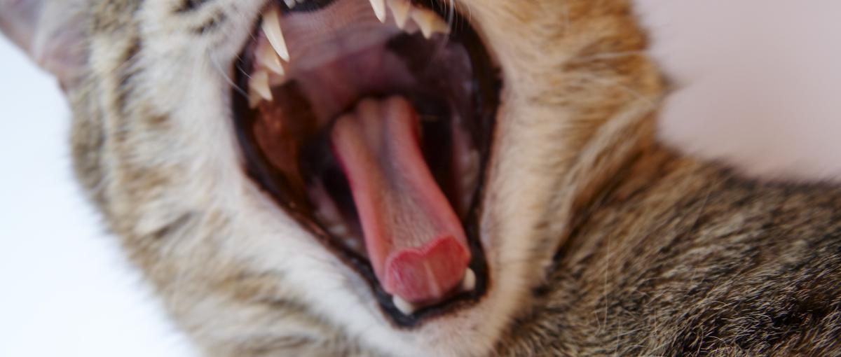 （……きこえますか…営業経験者さん…今… あなたの心に…直接語りかけていま