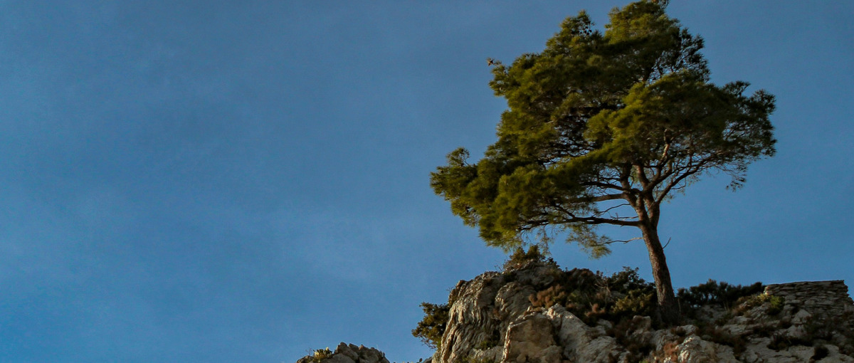 大木の礎を築く！電力関連新事業のコーポレート責任者募集！