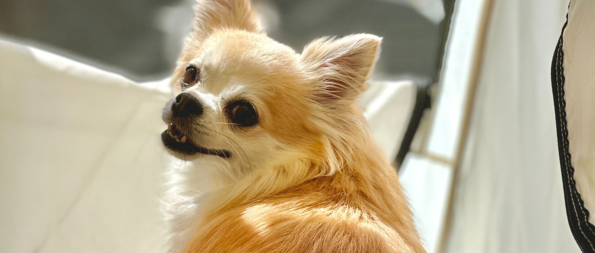 ペット×自社サービスに携わりたいWebエンジニア募集してます！