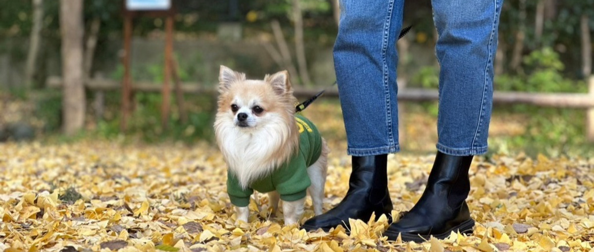 愛犬家向けペットメディアのアプリに興味のあるエンジニアさん募集！