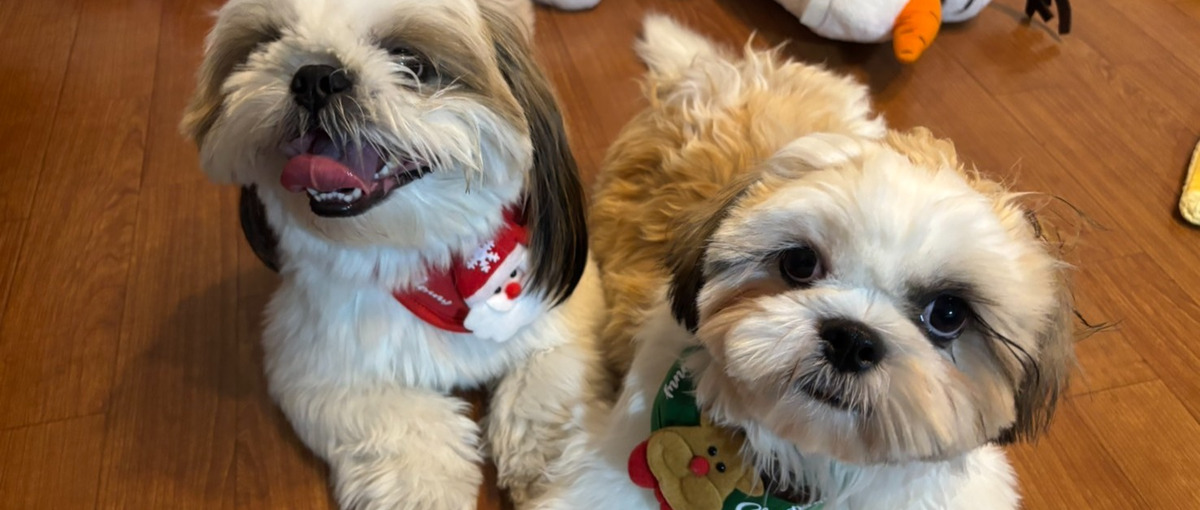 Reactでつくる愛犬と人のおいしい時間。ペットメディア開発メンバー募集