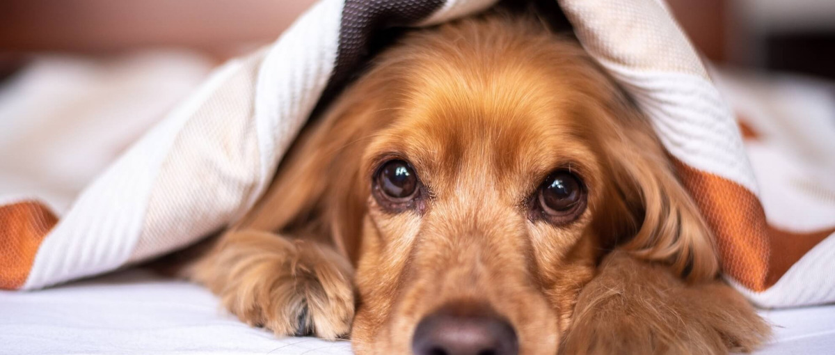 動物病院・畜産業界の課題解決を牽引するセールスマネージャー候補！