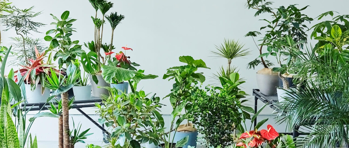 100年に一度の植物花業界の大改革／IPO目指す　オープンポジション募集！