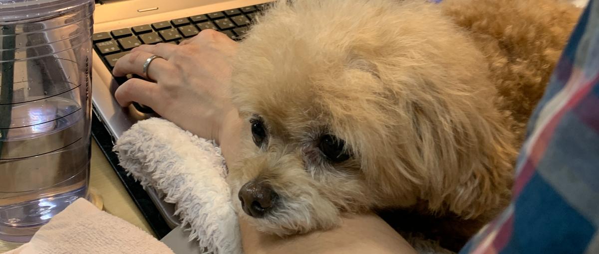 大切な家族の旅立ちを支える。心で寄り添うカスタマーサポート募集