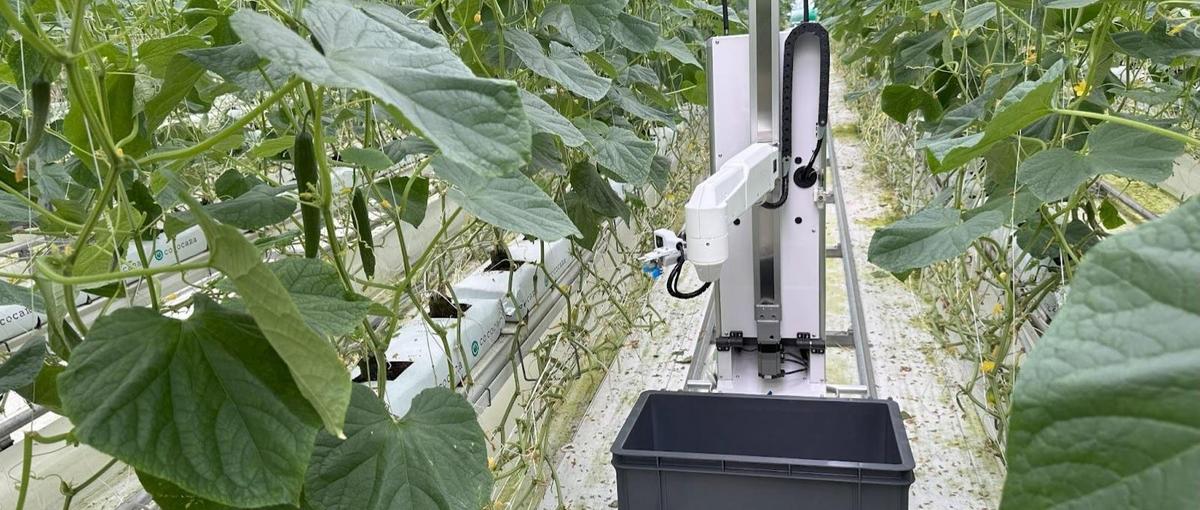 みどり認定取得を目指す鹿児島県東串良の収穫ロボット農場で栽培技術者を募集