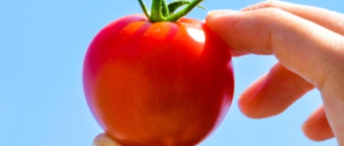 ニュージーランド研修×静岡｜施設園芸の新規事業を共に創る初期メンバー募集！