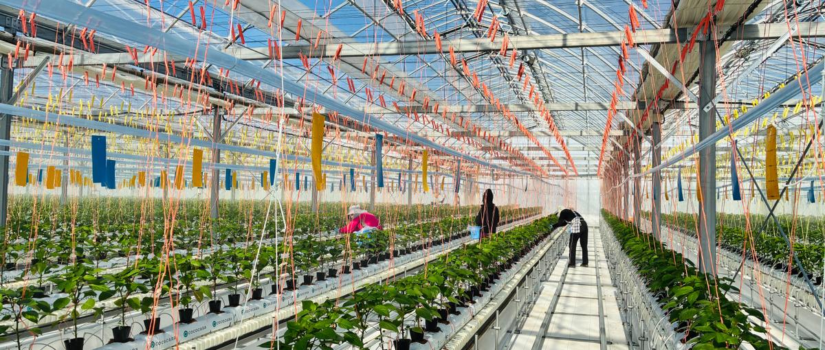 アグリサイエンスバレー常総で栽培サポート兼、総務・営業事務を募集