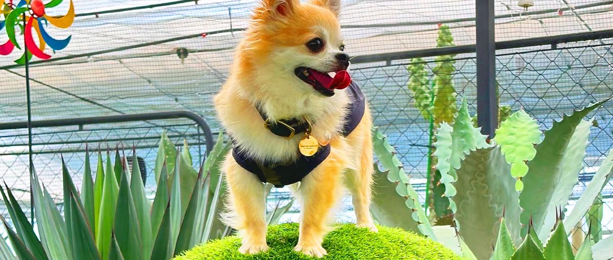 AI×ペットに興味のあるエンジニア募集！！