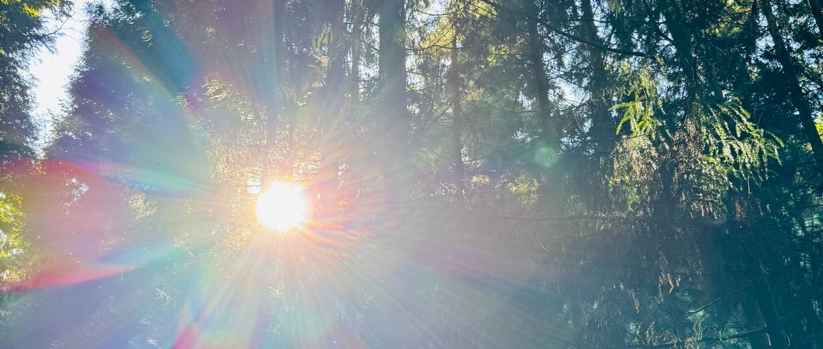 アートディレクター│地方から世界へ届く、林業リブランディングの核を担う。