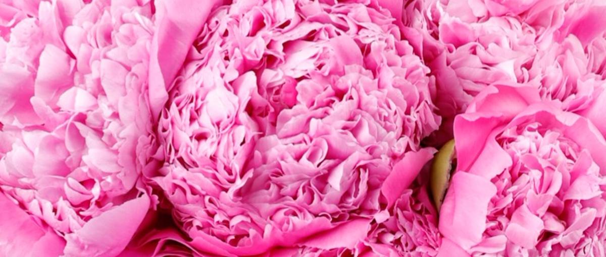 花の現場とデスクで成果を出す、カスタマーエクスペリエンスという仕事