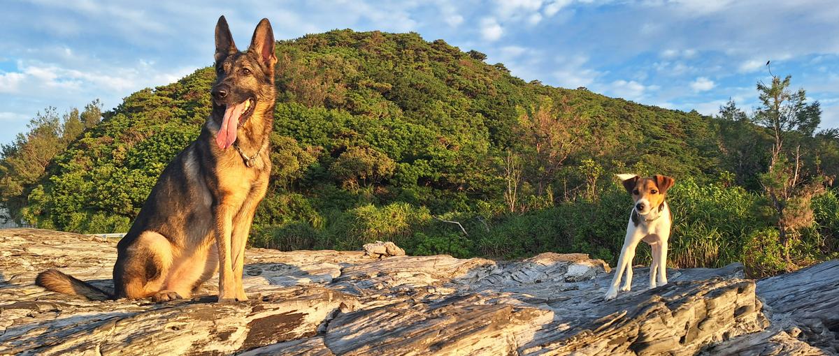 希少種を守る1人目エンジニア！沖縄から野生動物と社会の共存支えるサイト運営