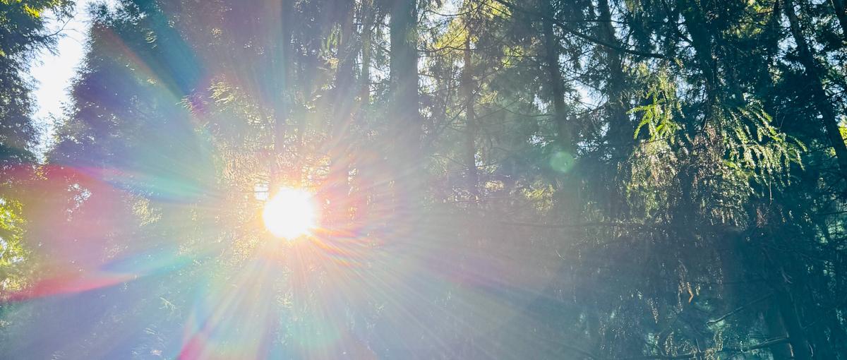 森林が好き｜林業支援会社のクリエイティブチーム初期メンバー募集！