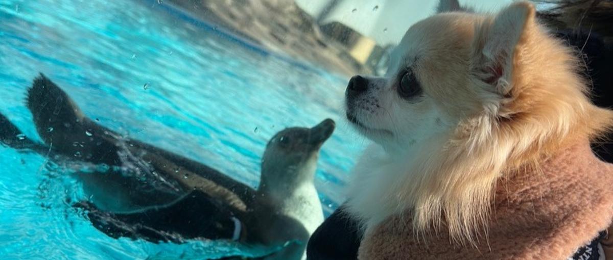 AI×ペット事業、本気でやってみたい人いませんか。