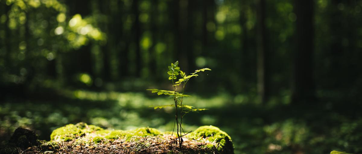 GIS×AIのWebアプリ開発を推進する１人目エンジニア！テックリード候補