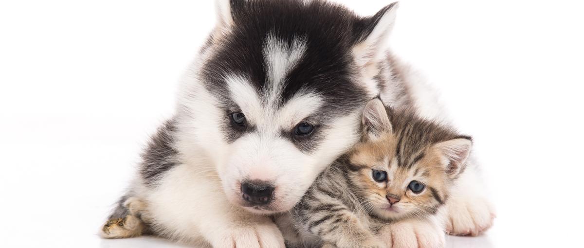 自由度高く稼ぐ！事業を加速させるペットITの営業パートナー募集！