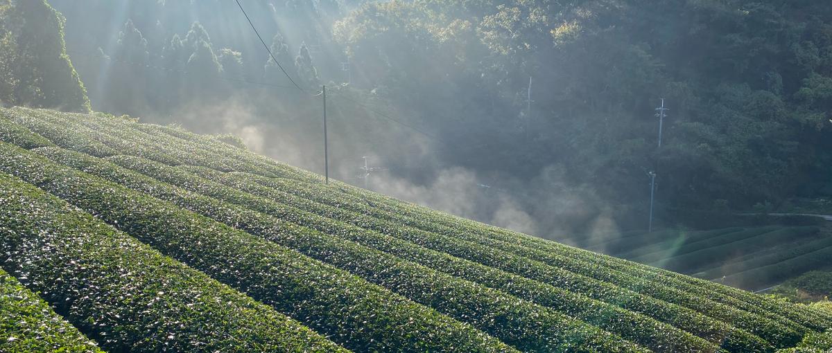 伝統と革新を、あなたの手で世界へ。 宇治発・抹茶ブランドの未来をつくる営業