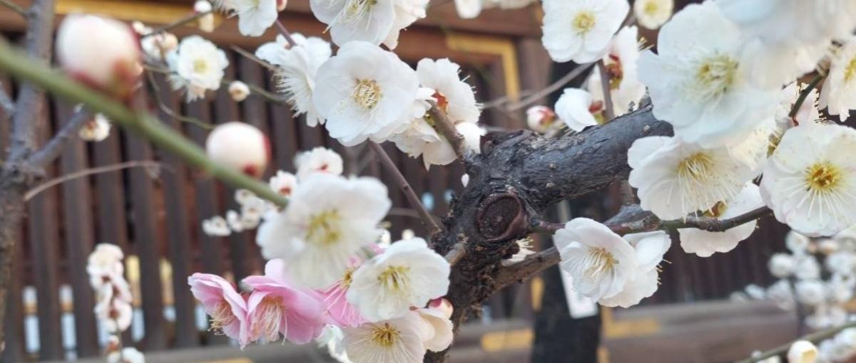 自分の言葉が、サービスを前へ動かす力になる｜バックエンドエンジニア募集