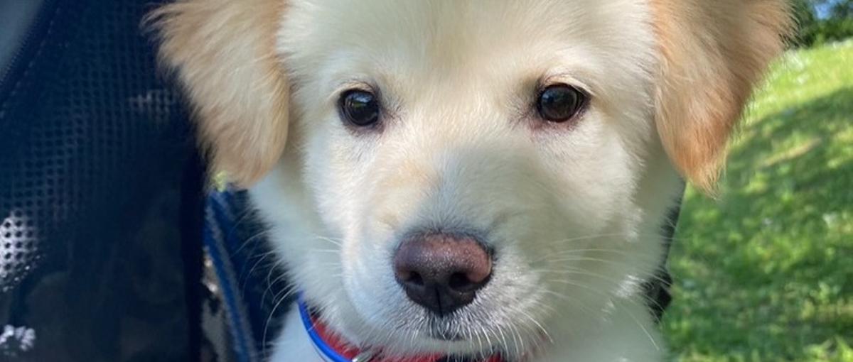 0→1でペットメディアを育てる。愛犬と未来をつくるWebエンジニア募集！