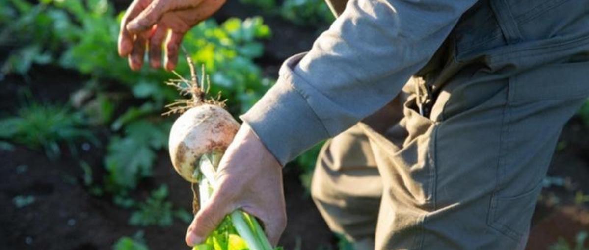 全国の農家さん・漁師さんを応援！食のC2CサービスのCS募集！