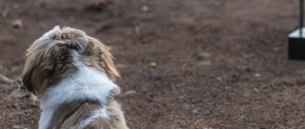  愛犬と飼い主さんの幸せを広げたいWebエンジニアさん募集！！