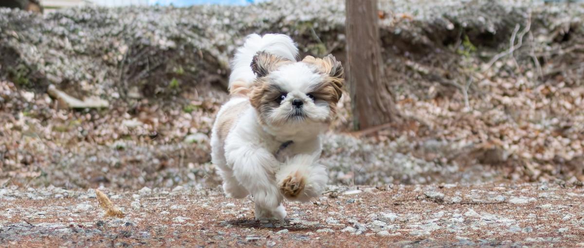 最速でフルスタックエンジニアになりたいWebエンジニアさん募集！