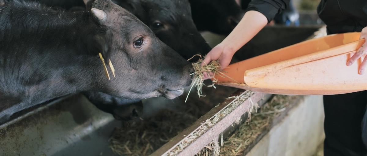 画面越しのサポートよりも、密着した伴走へ。現場で成功を創り出す泥臭い当事者