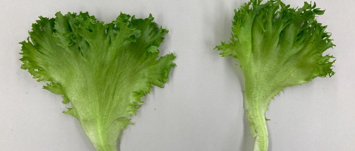 提案営業_植物工場産の野菜営業職