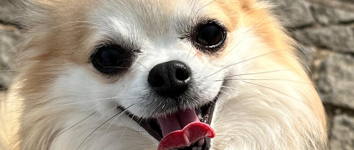 サーバーサイドにピンときたWebエンジニアさん募集してます！！