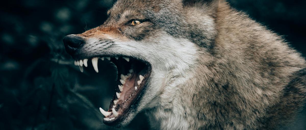 吠えろ！荒野に自分の牙を立てる！エネルギー×AI実践インターン！