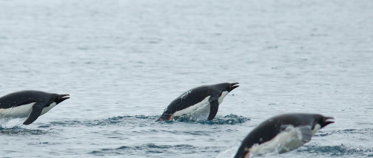 手に職をつけろ！エネルギー×Claudeで就活を制する実践インターン