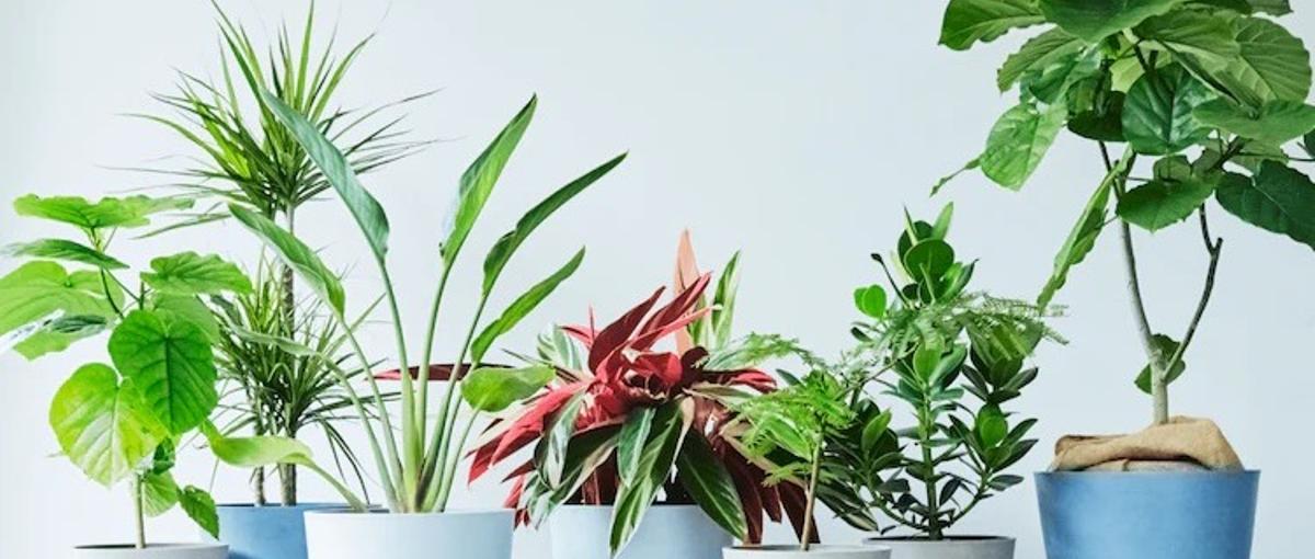 SEO内部施策 実行担当｜植物花のD2Cアンドプランツ