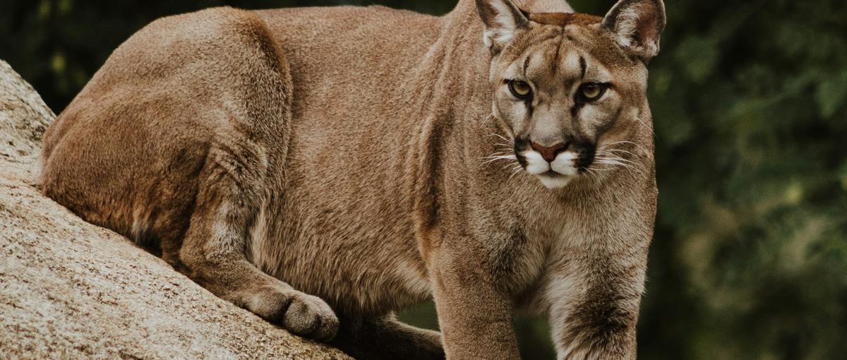 コンサル志望よ、Claudeでエネルギービジネスをゼロから立ち上げろ