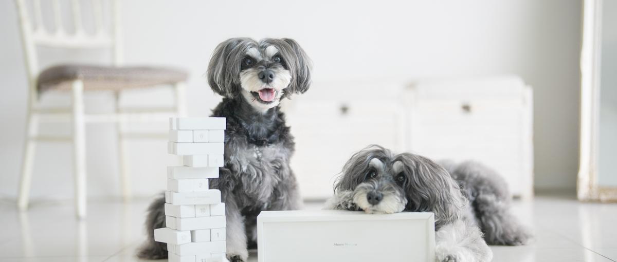 5/29で掲載終了・犬の未来をつくる｜マーケもセールスも運用も！責任者候補