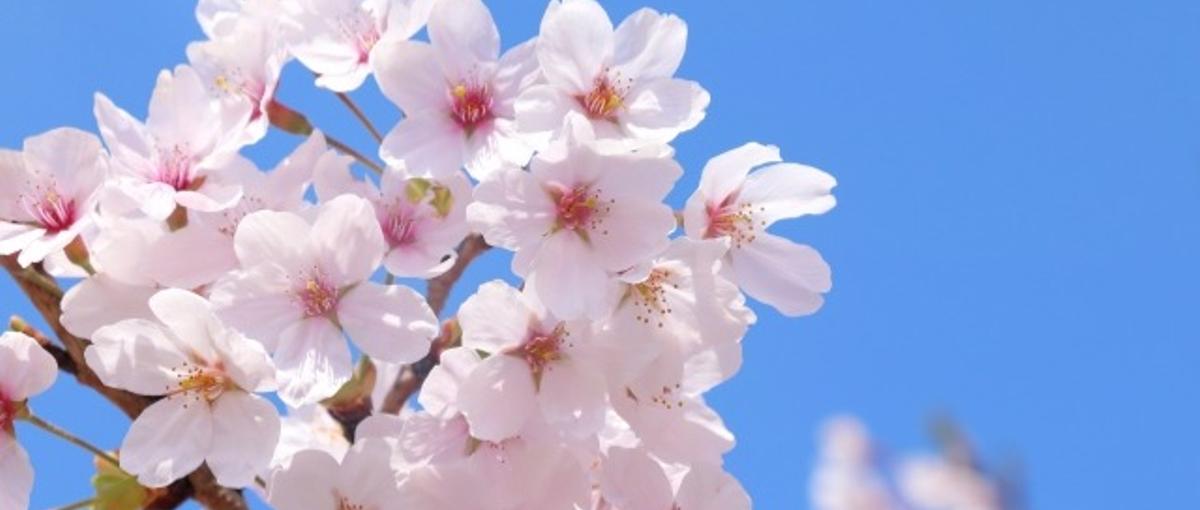 鬱を経験しても大丈夫。あなたが安心して働けるエンジニアの居場所があります