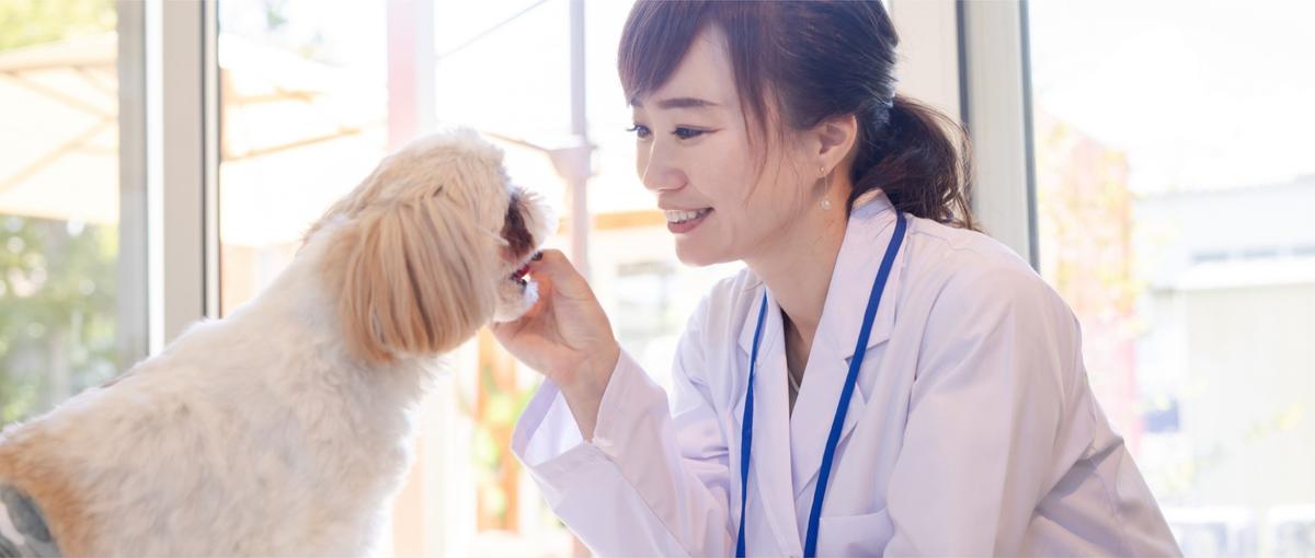 ペット医療の解説動画に出演！動物病院の経験を活かすYouTube出演
