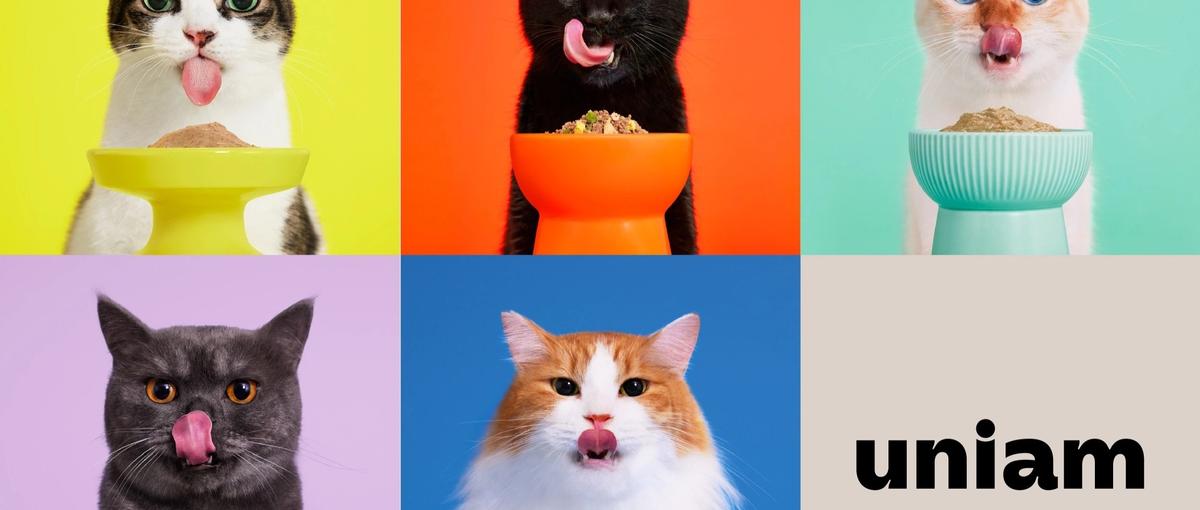 医療事業責任者候補 ｜ 獣医療×予防×食事 ｜ ねこロンジェビティスタート