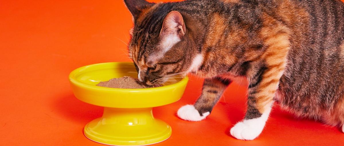 ねこ好きデザイナー募集！キャットヘルスケアブランドのデザイナー募集